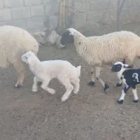 گوسفند فروشی جوان سالم|حیوانات مزرعه|بافت, |دیوار