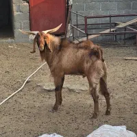 پازن درجه یک