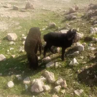 2راس بره نر و ماده  عروسک برای داشت و پروار