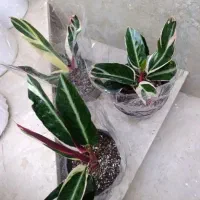 هدیه صد و دویست|گل و گیاه طبیعی|نیشابور, شهید بهشتی|دیوار