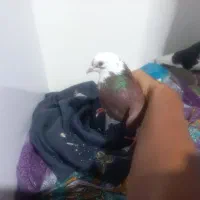 کفتر