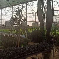 فروش گلخانه صنعتی|فروش دفتر صنعتی، کشاورزی، تجاری|پاکدشت, پاکدشت (مامازند)|دیوار