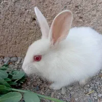 خرگوش|موش و خرگوش|جیرفت, |دیوار