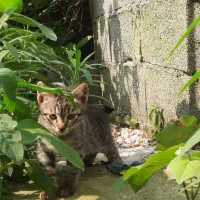 واگذاری بچه گربه ۲ ماهه