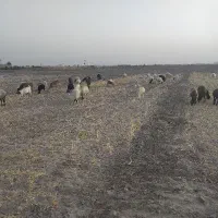 بره ماده و میش