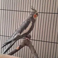 پرنده عروس هلندی|پرنده|مشهد, قائم|دیوار