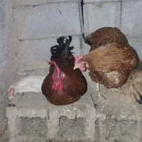 فروش خروس