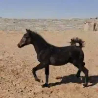 کره اسب مادیان