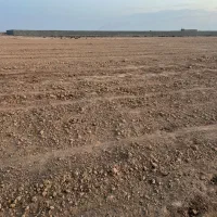 زمین هکتاری برای کشت زعفرون