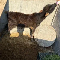 گاو نر|حیوانات مزرعه|کرخه, |دیوار