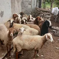 چهارده راس گوسفند آبستن درجه یک|حیوانات مزرعه|آمل, |دیوار