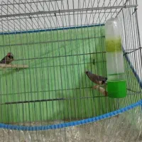 فنچ کراواتی