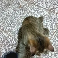 گربه بازیگوش|گربه|قم, نخودی|دیوار