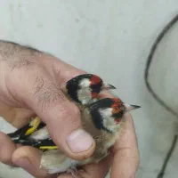 سهره|پرنده|شیراز, شریفآباد|دیوار