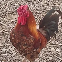 خروس چهل تاج