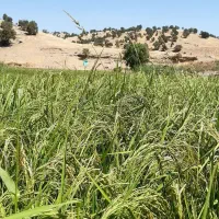 چلتوک دم سیاه آقا جانی