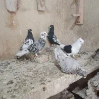 رنگی|پرنده|گتوند, |دیوار