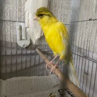 قناری رسمی بلند