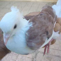 کبوتر پشتی نر|پرنده|شیراز, شهرک بهار|دیوار