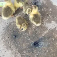 جوجه غاز