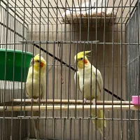 جفت عروس هلندی مولد