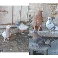 کفتر فروشی ۵عدد نرو ماده