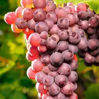 نهالستان ارقام اقتصادی پربار و شناسنامه‌دار پالیز|خدمات باغبانی و درختکاری|مراغه, |دیوار