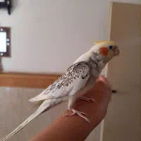 عروس نر سخنگو