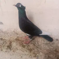 پلنگ سیاه کاکل میخ ماده|پرنده|زاهدان, |دیوار