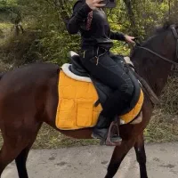 مادیون تمام یورقه|اسب و تجهیزات اسب‌سواری|شاندرمن, |دیوار