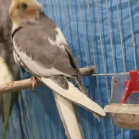 فروش عروس هلندی|پرنده|بندر ماهشهر, |دیوار