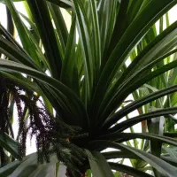 گل فروش|گل و گیاه طبیعی|قدس, شهرقدس|دیوار