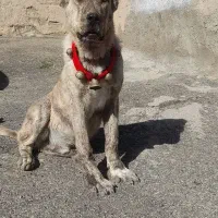 توله سگ درجه ۱