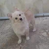 پامر اشپیتز|سگ|کرج, فاز ۲ مهرشهر|دیوار