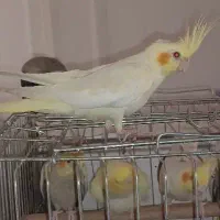 عروس هلندی گمشده