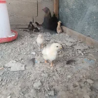 مرغ باجوجه