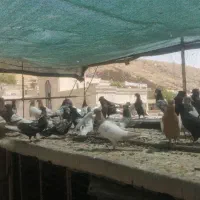 کبوتر ماده|پرنده|شیراز, هفت تنان|دیوار