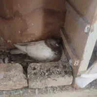 4 عدد کفتر کله سرخ و کله الماسی