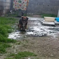 سگ پاکوتاه.|سگ|آمل, |دیوار