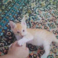 گربه