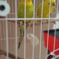 مرغ عشق مولد با جوجه