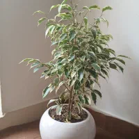 گل درختی