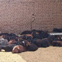 کود گوسفندی