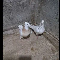 3عددکبوتر طوقی کاغذی و دوتا سرور مهر