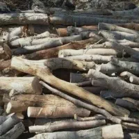 خریدار انواع چوب باغی و...