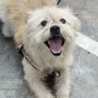 سگ شیتزو تریر