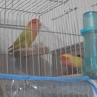 جفت کوتوله برزیلی صورت هلویی