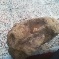 سنگ فسیل مرجان