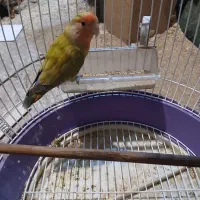 طوطی کتوله نر 8ماهه|پرنده|فرخ‌شهر, |دیوار