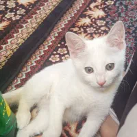 واگذاری پیشی گربه سفید
